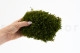 Mood Moss Préservée - Carton vrac - Nature Green 6