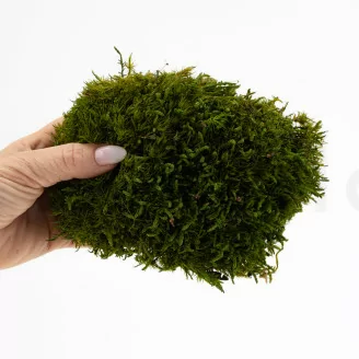 Mood Moss Nature Green stabilis&eacute;e (Carton)