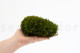 Mood Moss Préservée - Carton vrac - Nature Green 7
