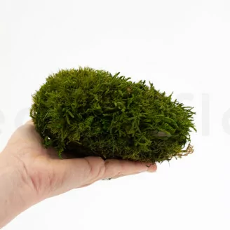 Preserved Mood Moss Nature Green (Bulk Box)