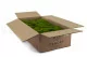 Mood Moss Light Green stabilis&eacute;e (Carton) 2