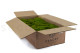 Mood Moss preservado - Cartón a granel - Light Green 2