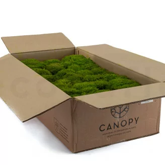 Preserved Mood Moss Light Green (Bulk Box)