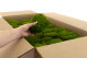 Mood Moss preservado - Cartón a granel - Light Green 5