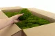 Mood Moss preservado Light Green (Cart&oacute;n a granel) 5