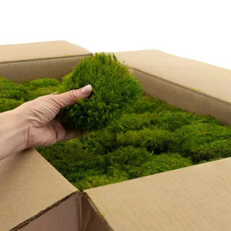 Mood Moss Light Green stabilis&eacute;e (Carton)