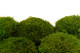 Mood Moss konserviert - Großkarton - Light Green 4