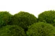 Mood Moss stabilizzato Light Green (Cartone Sfuso) 4