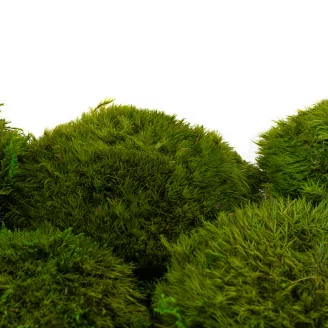 Mood Moss Light Green stabilis&eacute;e (Carton)