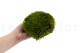 Mood Moss konserviert - Großkarton - Light Green 6