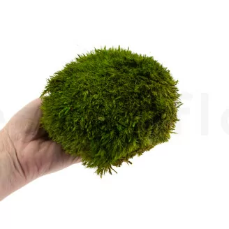 Mood Moss Light Green stabilis&eacute;e (Carton)