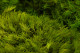 Mood Moss konserviert - Großkarton - Light Green 3