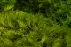 Preserved Mood Moss Light Green (Bulk Box) 3