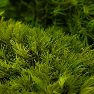 Mood Moss Light Green stabilis&eacute;e (Carton)