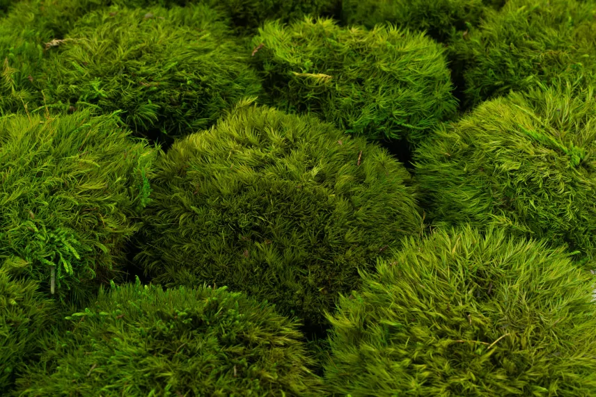 Konservierte Mood Moss Light Green (Gro&szlig;karton)