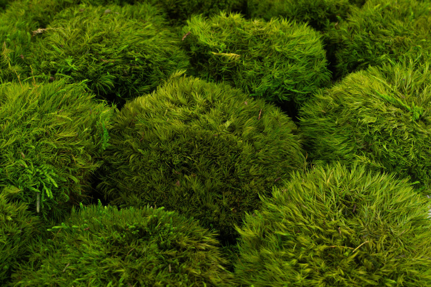 Mood Moss stabilizzato - Cartone sfuso - Light Green