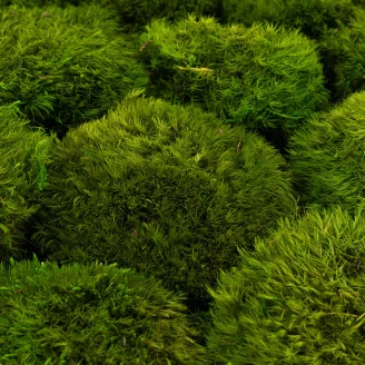 Mood Moss Light Green stabilis&eacute;e (Carton)