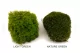 Mood Moss preservado Nature Green (Caja) 12