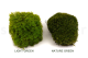 Mood Moss preservato - Scatola - Nature Green 11