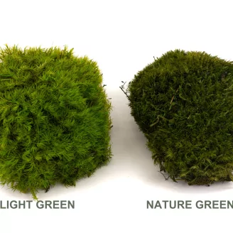 Mood Moss Nature Green stabilis&eacute;e (Bo&icirc;te)