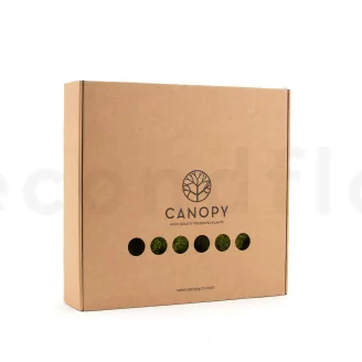 Preserved Mood Moss Nature Green (Box)
