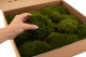 Mood Moss Préservée - Boîte - Nature Green 7
