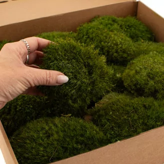Mood Moss Nature Green stabilis&eacute;e (Bo&icirc;te)