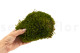 Mood Moss preservato - Scatola - Nature Green 4