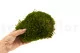 Preserved Mood Moss Nature Green (Box) 5