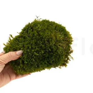Preserved Mood Moss Nature Green (Box)