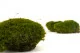 Mood Moss preservado Nature Green (Caja) 9