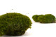 Mood Moss preservato - Scatola - Nature Green 8