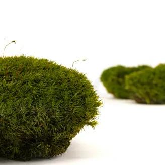 Preserved Mood Moss Nature Green (Box)