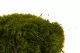 Mood Moss Nature Green stabilis&eacute;e (Bo&icirc;te) 6