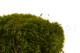Mood Moss Préservée - Boîte - Nature Green 5