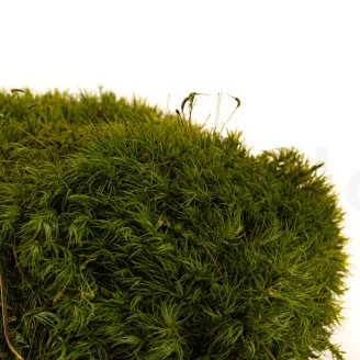 Mood Moss Nature Green stabilis&eacute;e (Bo&icirc;te)