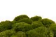 Mood Moss Nature Green stabilis&eacute;e (Bo&icirc;te) 10