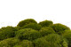 Mood Moss preservato - Scatola - Nature Green 9