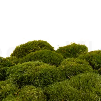 Preserved Mood Moss Nature Green (Box)
