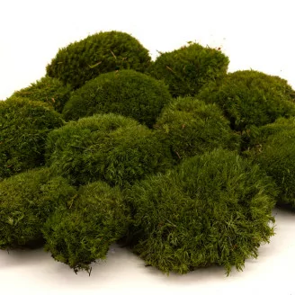 Mood Moss Nature Green stabilis&eacute;e (Bo&icirc;te)