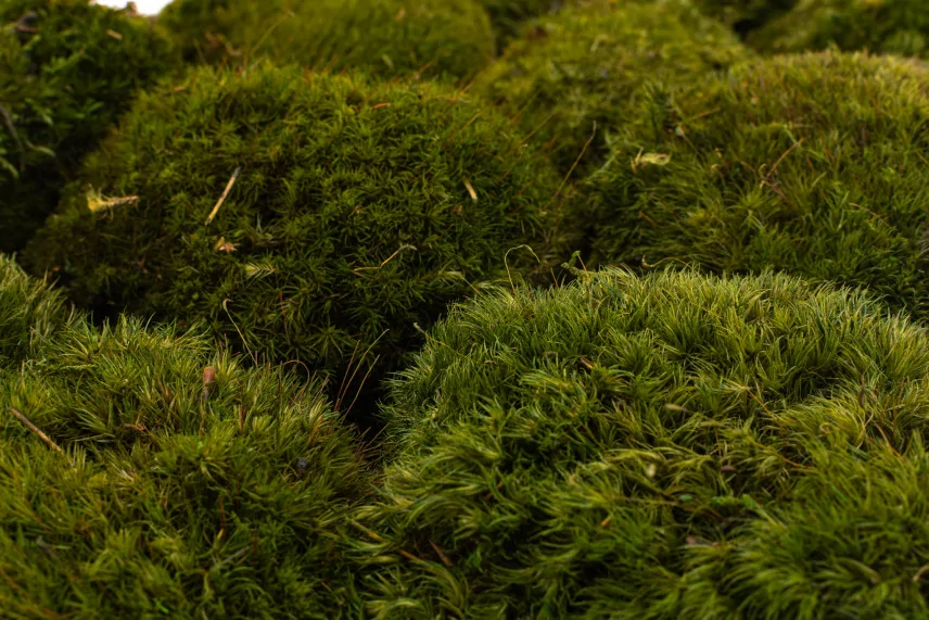 Mood Moss preservado Nature Green (Caja)