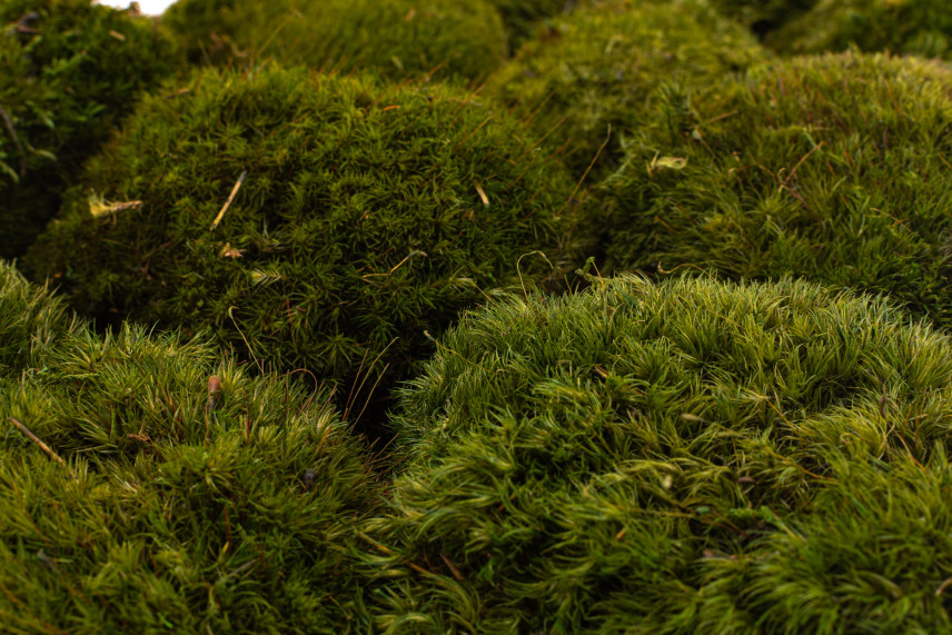 Mood Moss preservato - Scatola - Nature Green