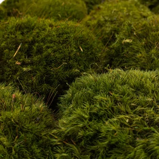 Mood Moss preservado Nature Green (Caja)