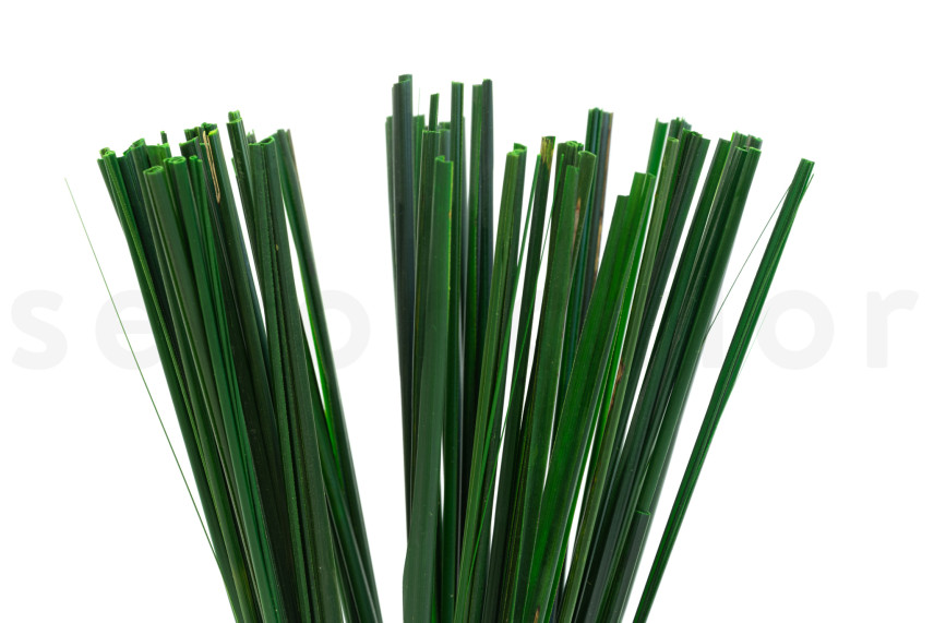 Gynerium corto preservato - Bouquet - Verde
