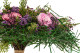 Gynerium Court stabilisé - Bouquet - Vert 2