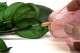 Tallo de rosa preservado larga extra - 5 tallos - Verde 6