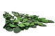 Tige de rose stabilisée longue extra - 5 Tiges - Vert 8