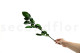 Tige de rose stabilisée longue extra - 5 Tiges - Vert 4