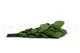 Preserved Rose Stem Short (x5) 5