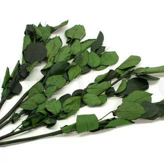 Tige de Rose stabilis&eacute;e Courte (x5)